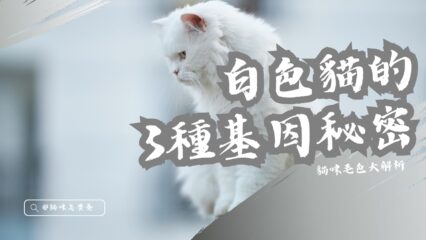 貓咪毛色大解析：白色貓的3種基因秘密