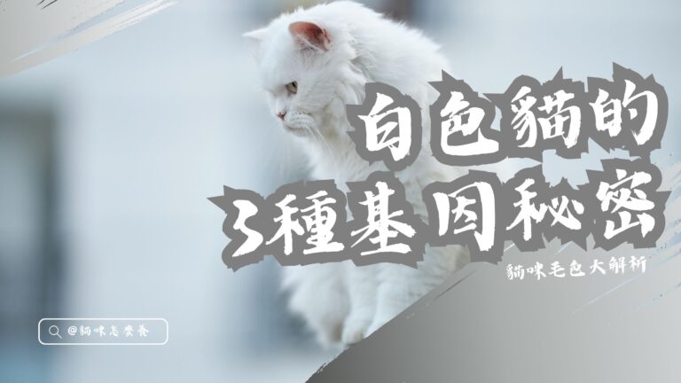 貓咪毛色大解析:白色貓的3種基因秘密