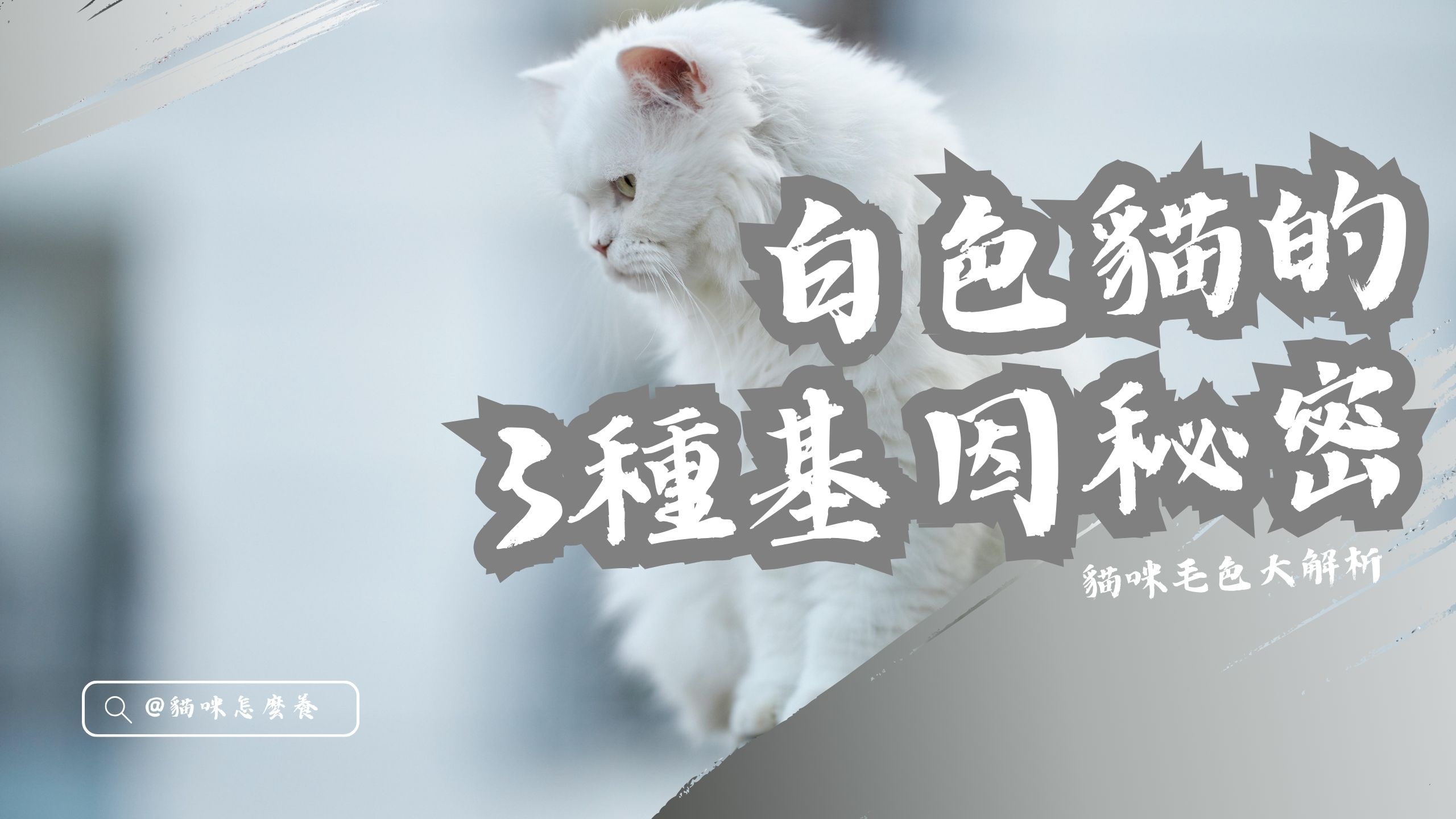 【貓咪介紹】貓咪毛色大解析：白色貓的3種基因秘密！