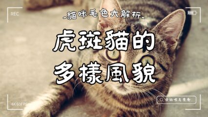 貓咪毛色大解析：虎斑貓的多樣風貌