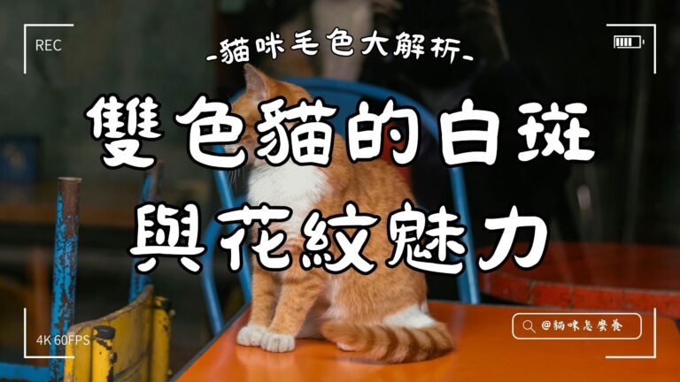 貓咪毛色大解析:雙色貓的白斑與花紋魅力