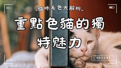 貓咪毛色大解析：重點色貓的獨特魅力