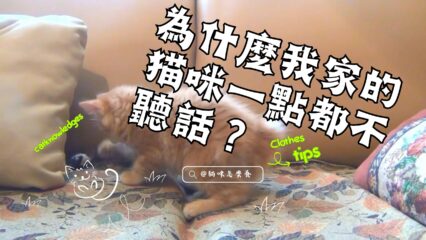 爲什麽我家的貓咪一點都不聽話