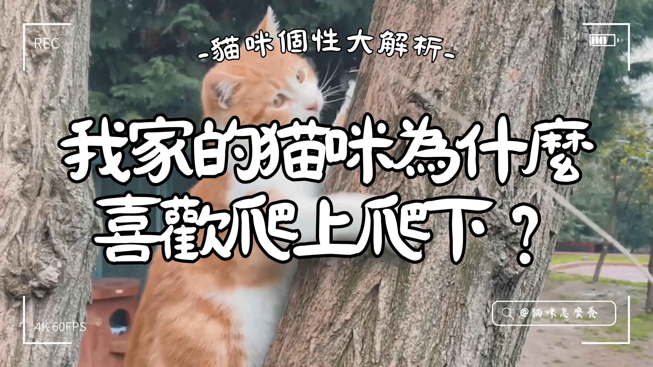 我家的貓咪怎麼就那麼喜歡爬上爬下呢