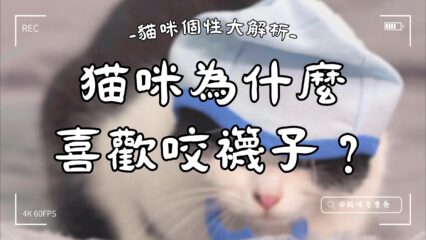 貓咪為何喜歡啃襪子