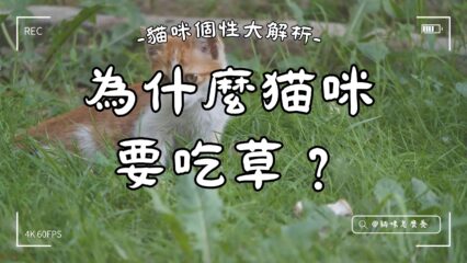 為何貓咪要吃草