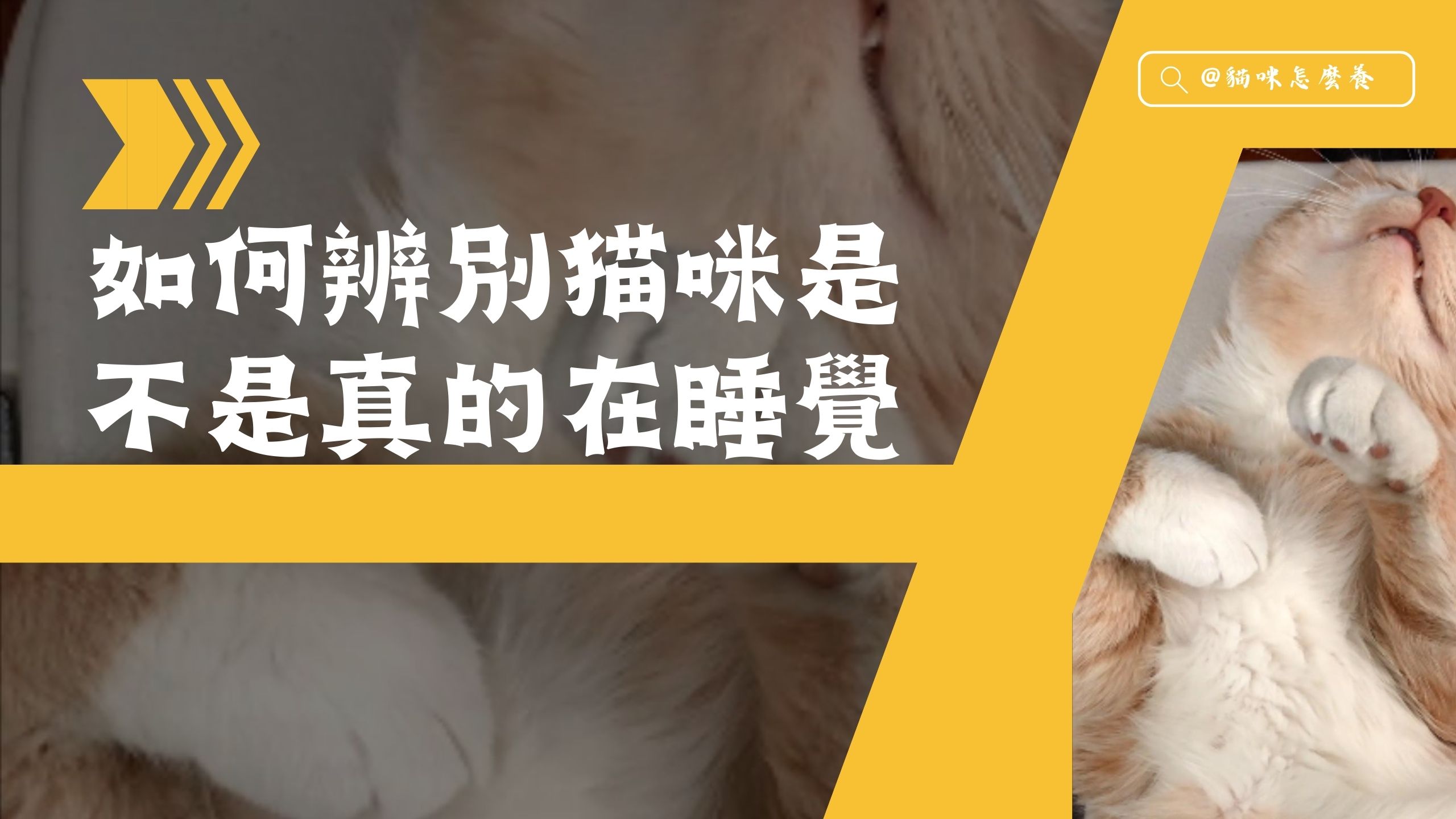 【新手養貓】如何辨別貓咪是不是真的在睡覺