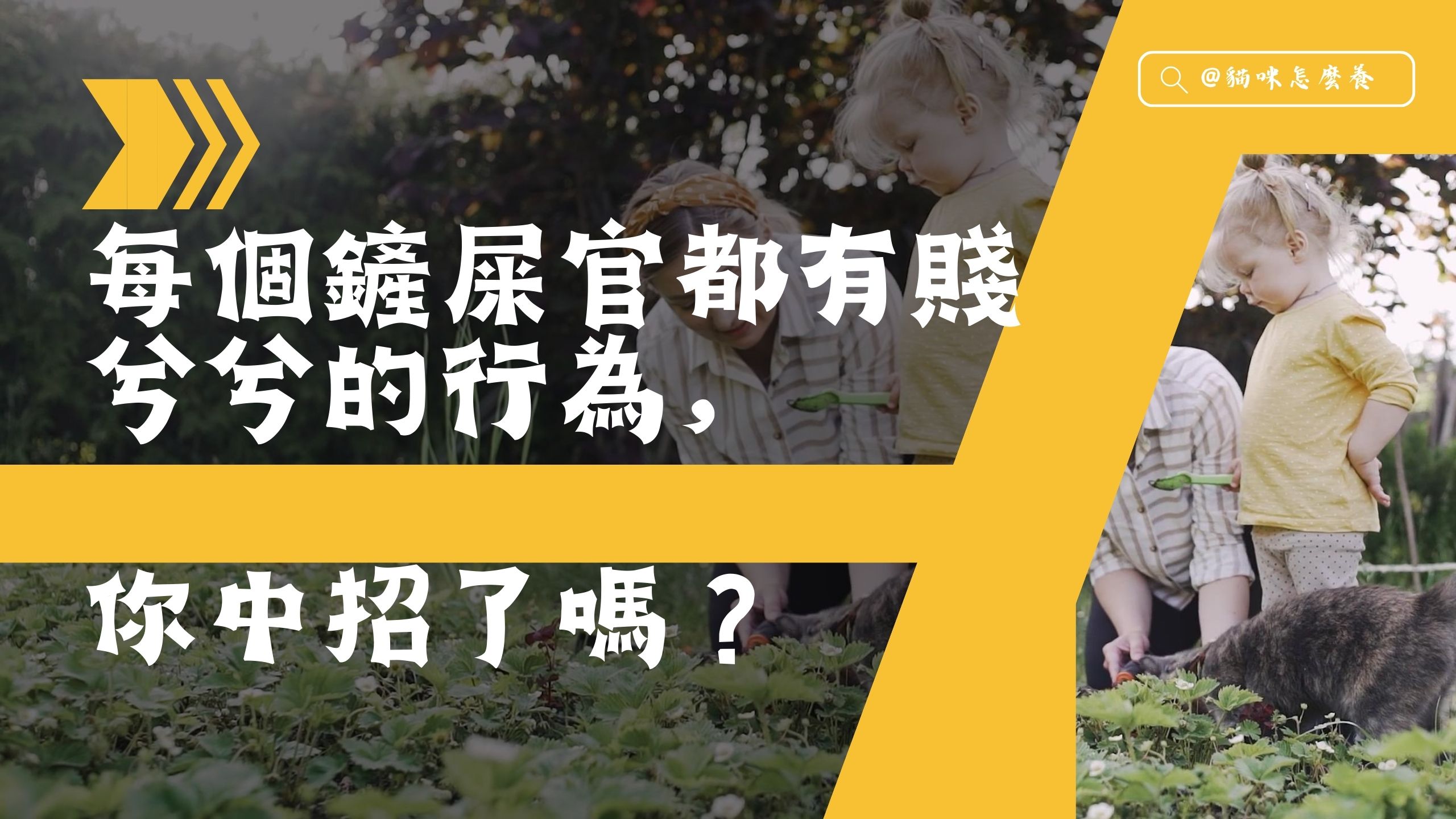 【新手養貓】貓奴們的秘密行為曝光!你是否中招了?