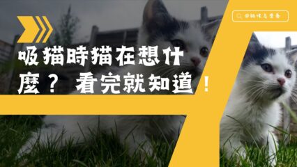 吸貓時貓在想什麼