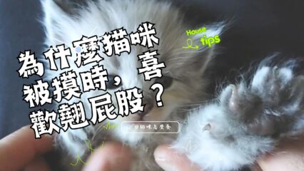 為什麼貓咪被撫摸時，總喜歡撅起屁股？