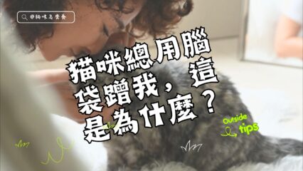 貓咪總用腦袋蹭我，這是為什麼？