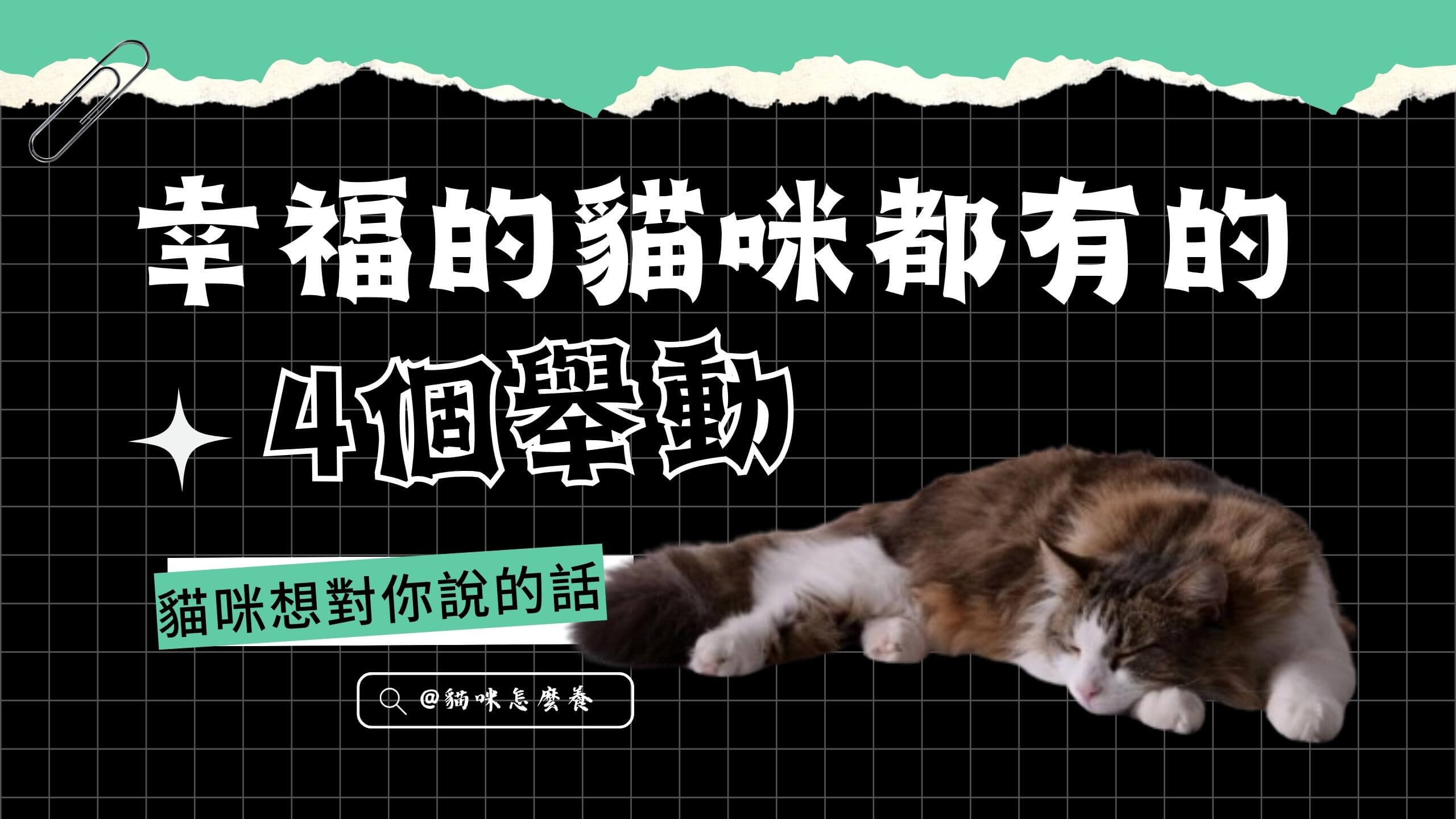 【養貓知識】幸福的貓咪都有的4個舉動