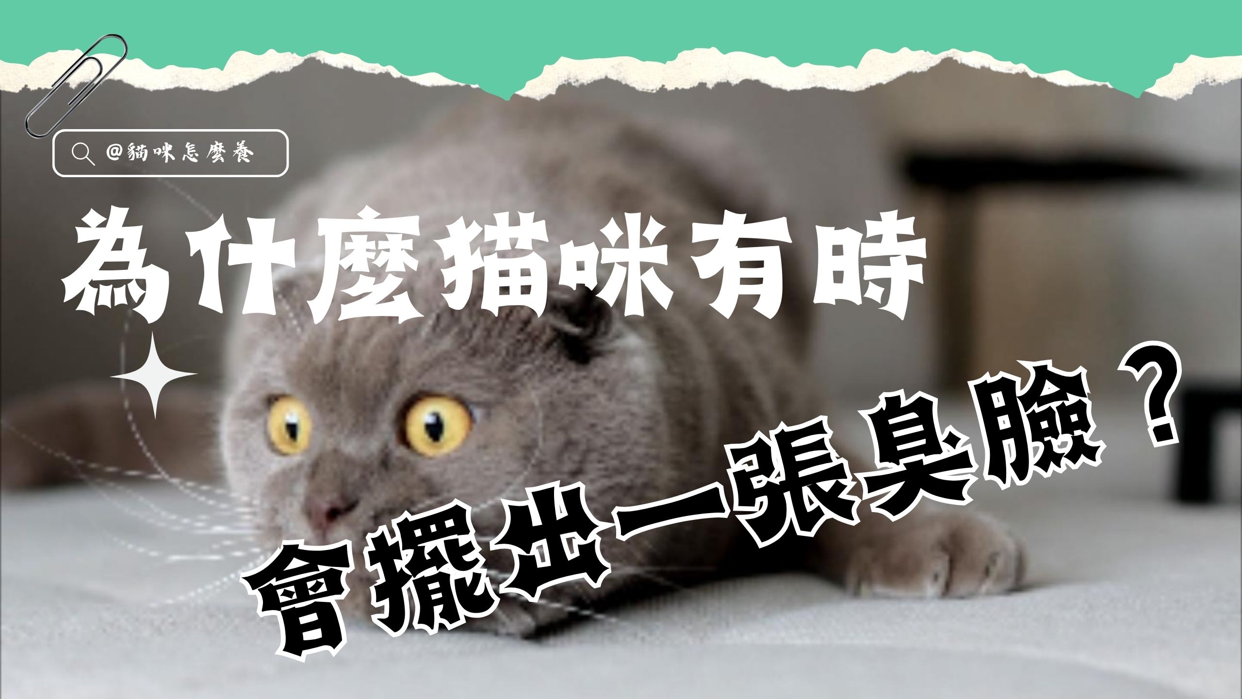 為什麼貓咪有時會擺出一張臭臉?