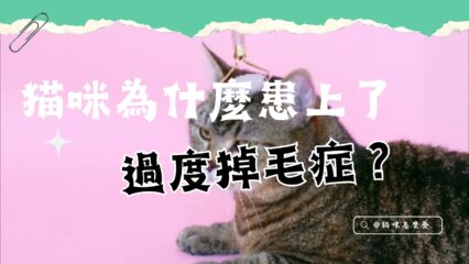 貓咪為何患上了過度掉毛症？