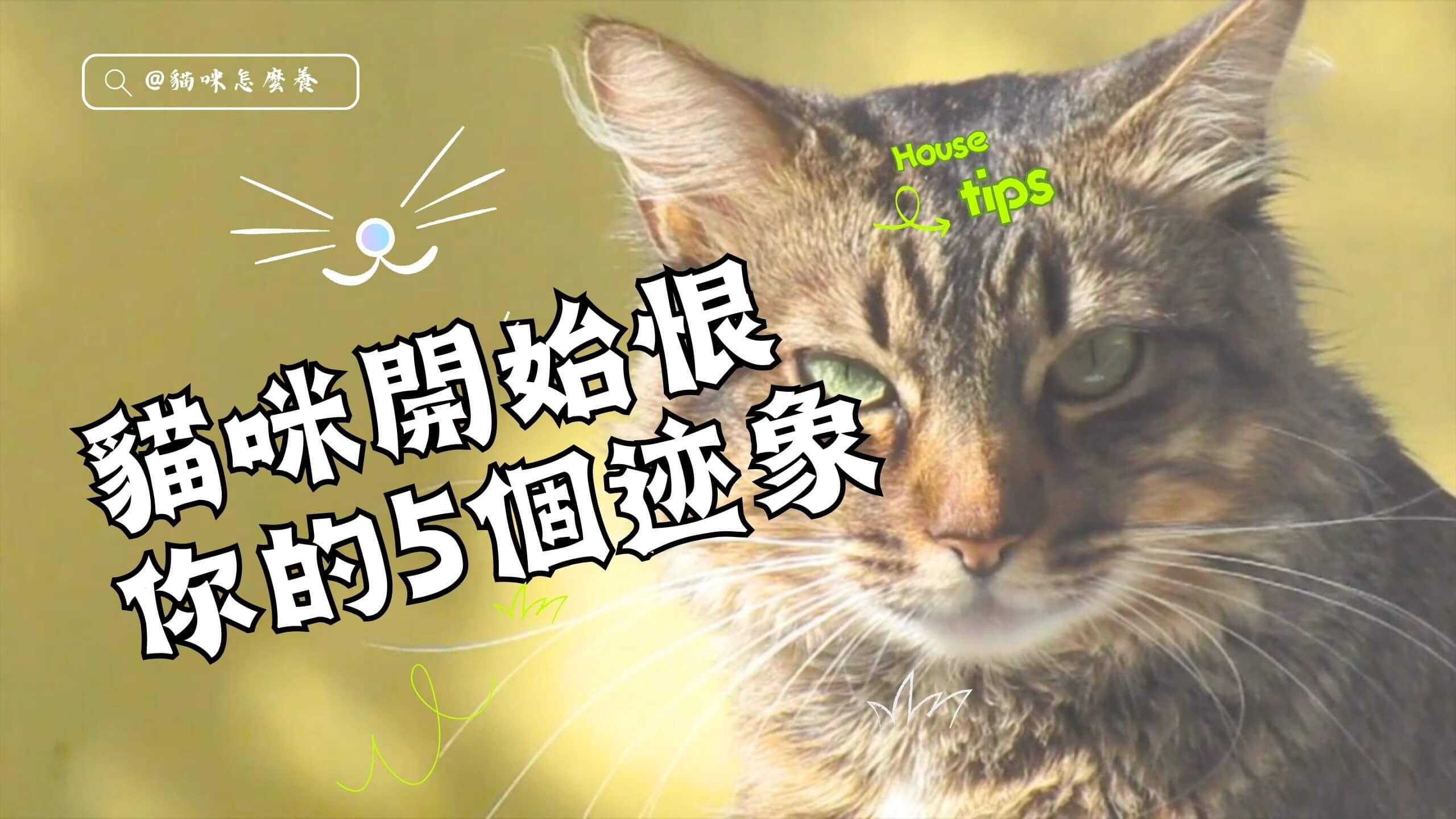 貓咪開始恨你的5個迹象