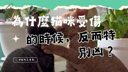 為什麼貓咪受傷的時候，反而特別凶