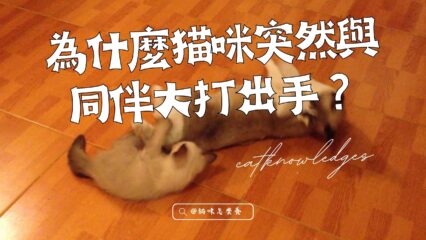為何貓咪突然與同伴大打出手