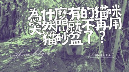 為什麼有的貓咪突然間就不再用貓砂盆了