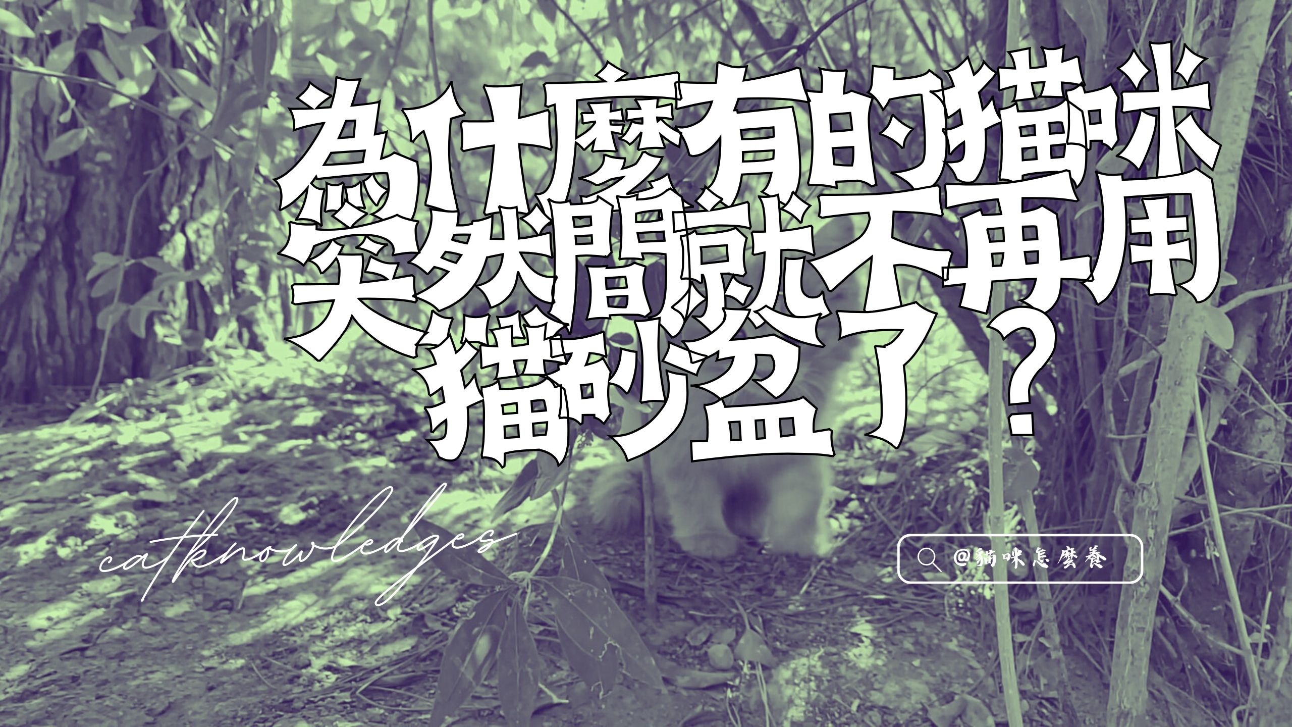 為什麼有的貓咪突然間就不再用貓砂盆了