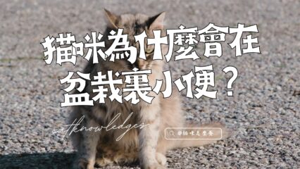 貓咪為何在盆栽裡小便