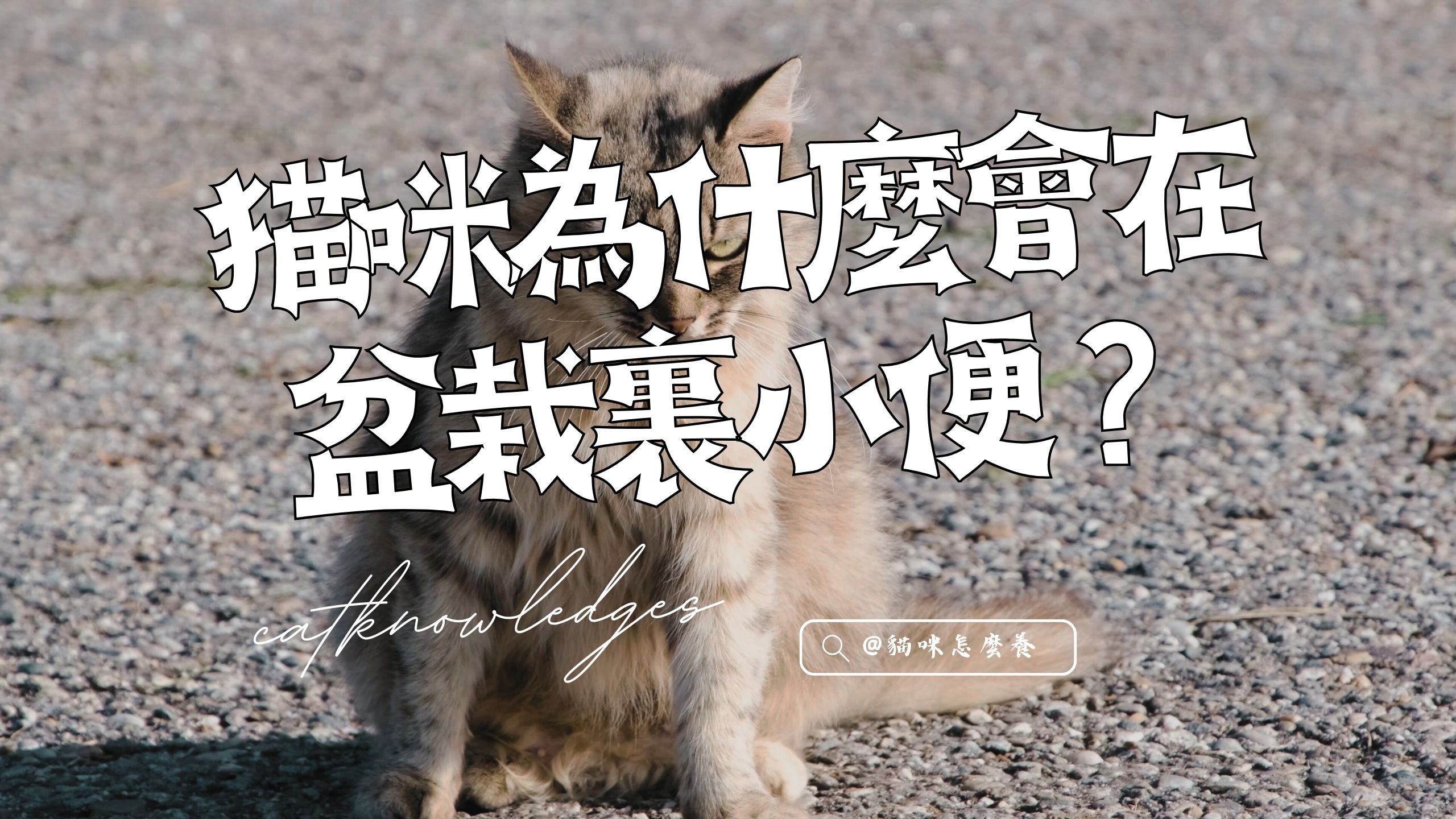 貓咪為何在盆栽裡小便