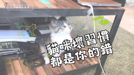 貓咪壞習慣都是你的錯