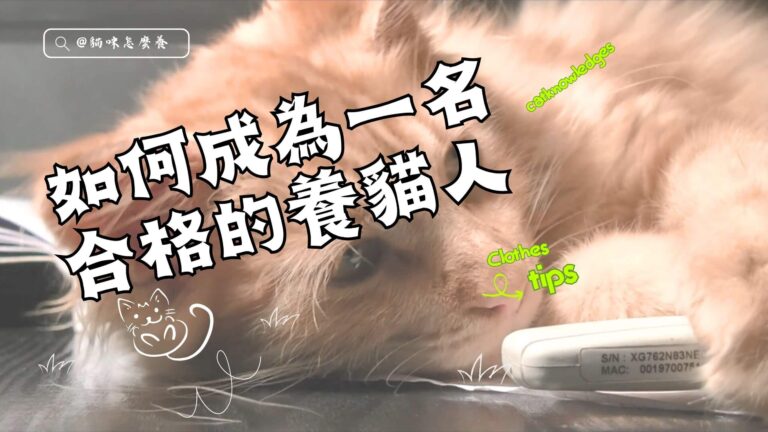 如何成為一名合格的養貓人