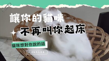 讓你的貓咪不再叫你起床