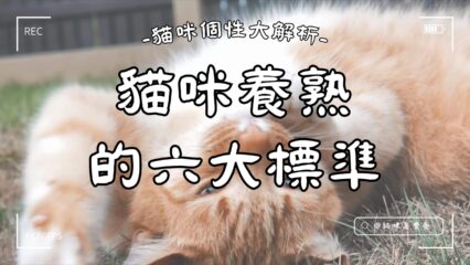 貓咪養熟的六大標準