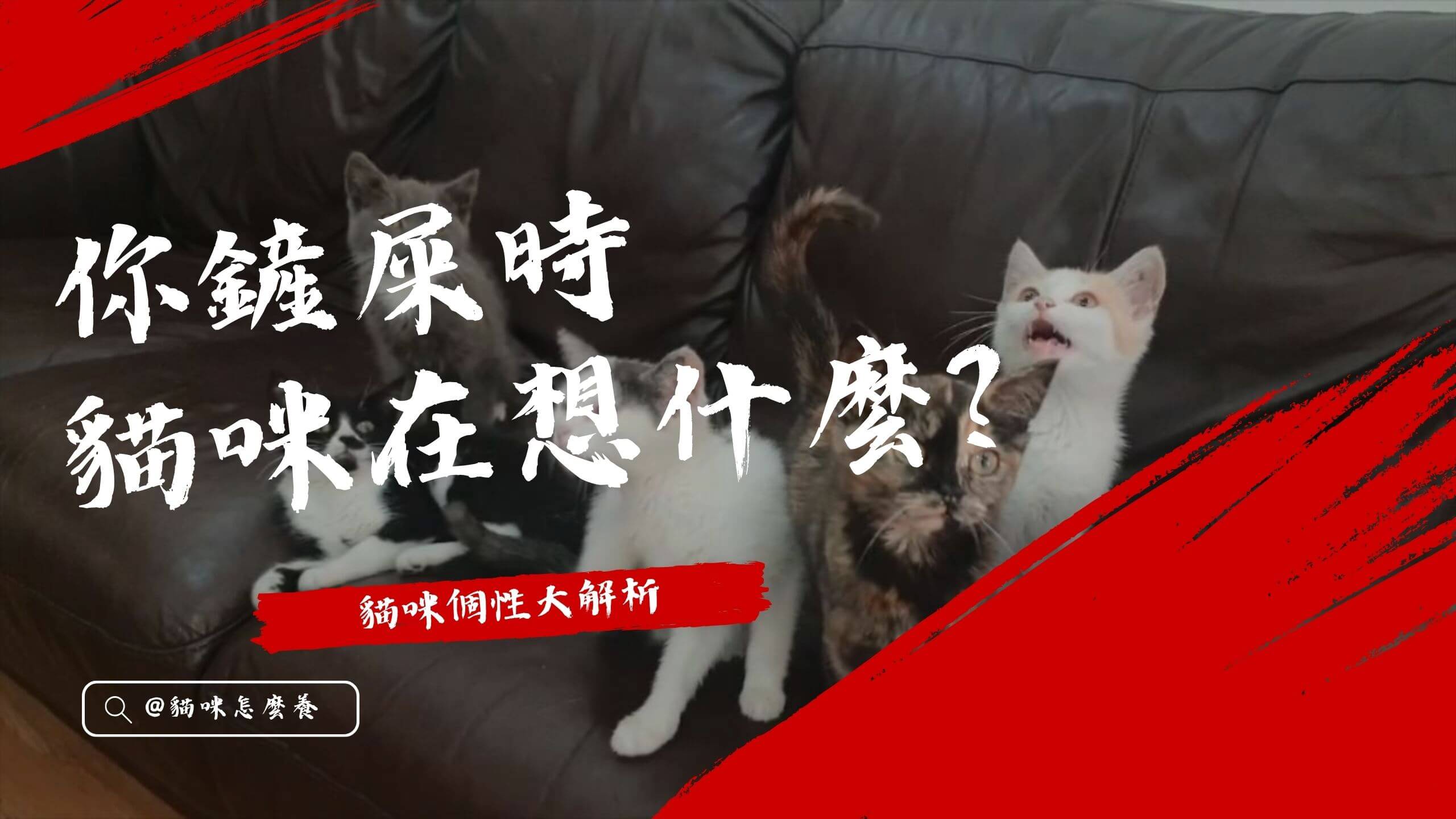 【寵物解答】你鏟屎時貓咪在想什麼