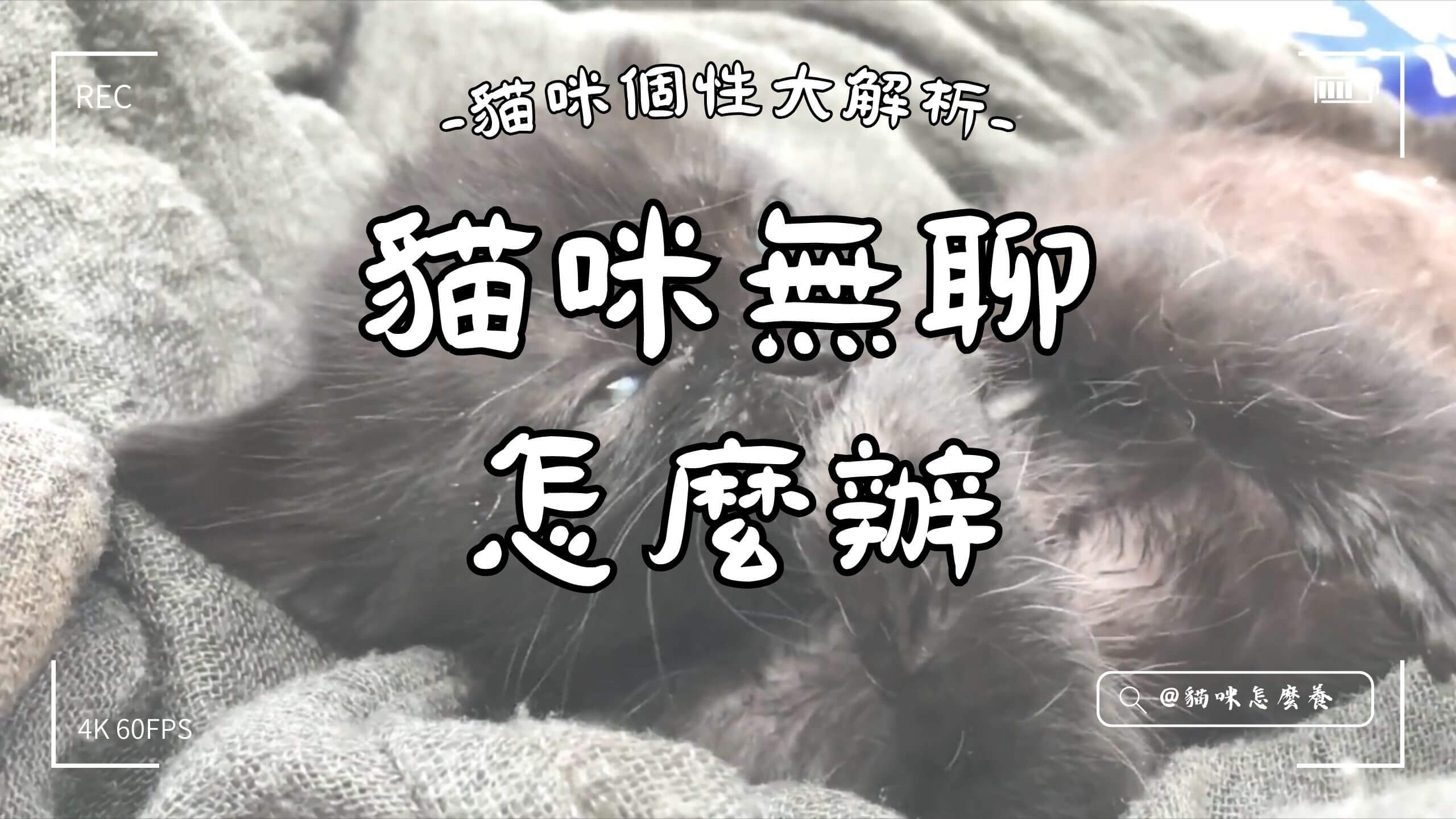 【寵物解答】貓咪無聊怎麼辦