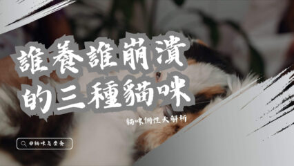 誰養誰崩潰的三種貓咪