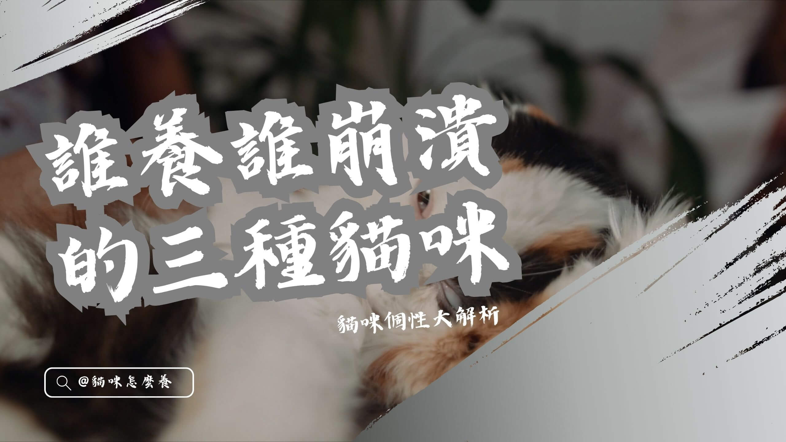 【寵物解答】誰養誰崩潰的三種貓咪