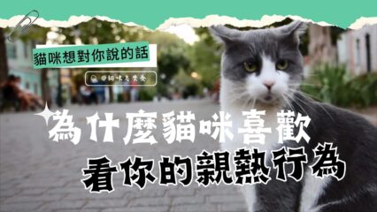 為什麼貓咪喜歡看你的親熱行為