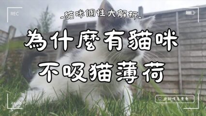為什麼有貓咪不吸猫薄荷