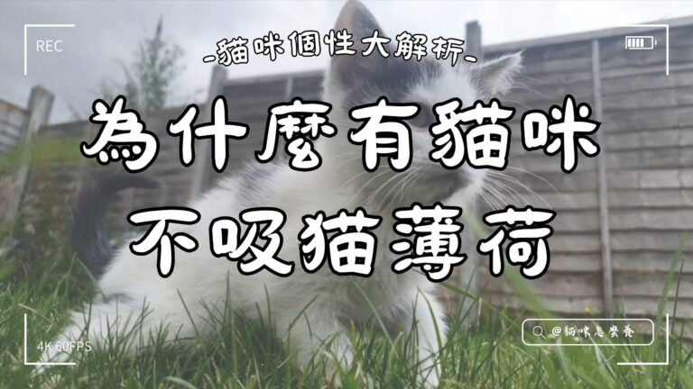 為什麼有貓咪不吸猫薄荷