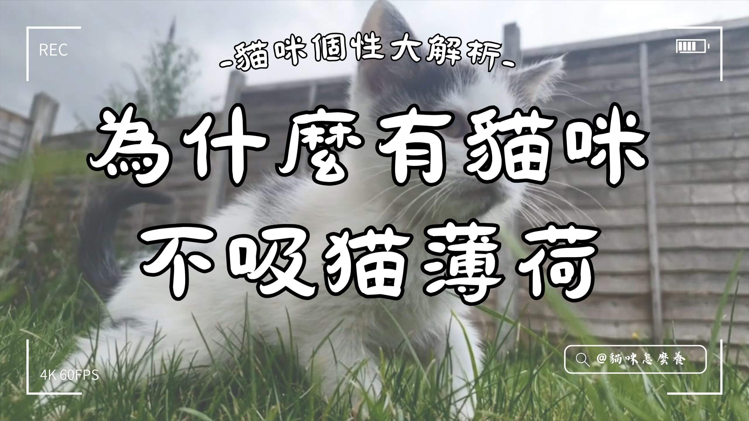 【寵物解答】為什麼有貓咪不吸猫薄荷?