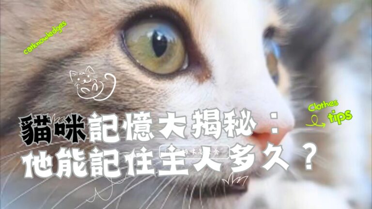 貓咪記憶大揭秘