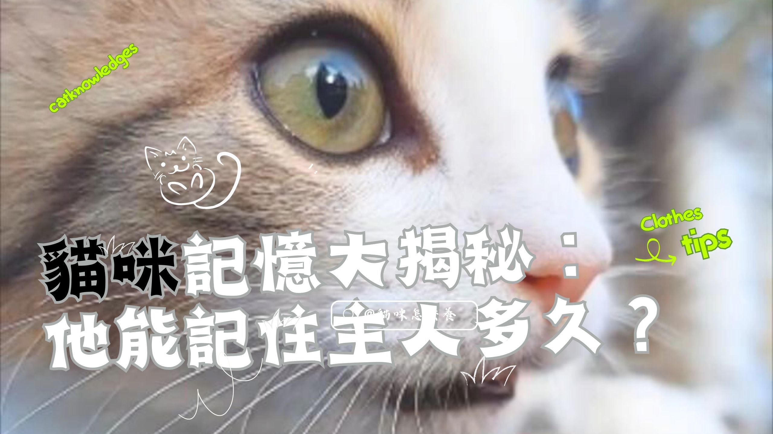 【寵物解答】貓咪記憶大揭秘：他能記住主人多久？