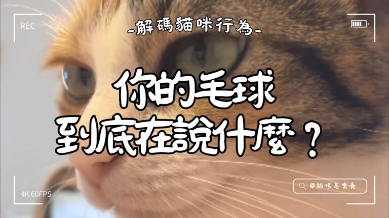 解碼貓咪行為