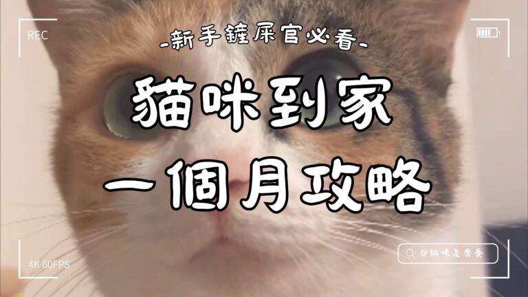 貓咪到家一個月攻略