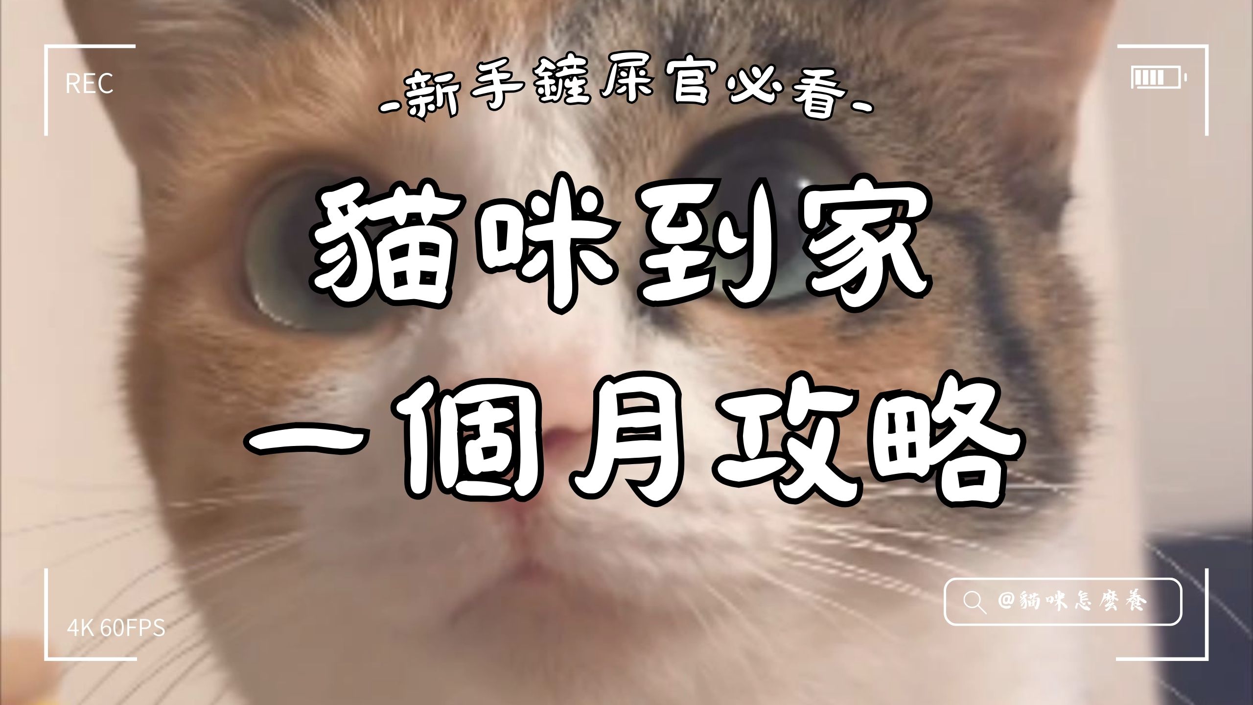 【新手養貓】 新手鏟屎官必看:貓咪到家一個月攻略