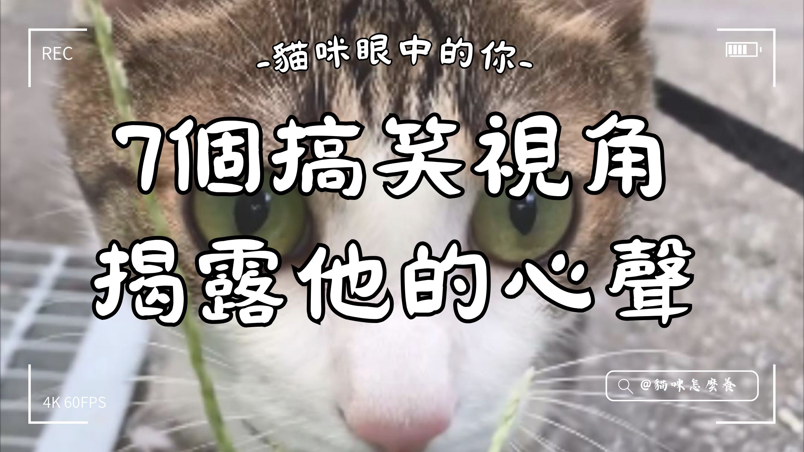 【養貓知識】貓咪眼中的你！7個搞笑視角揭露他的心聲