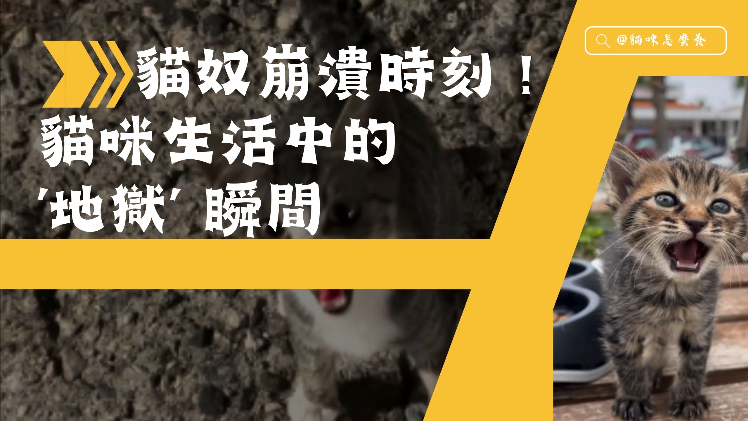 【新手養貓】 貓奴崩潰時刻！