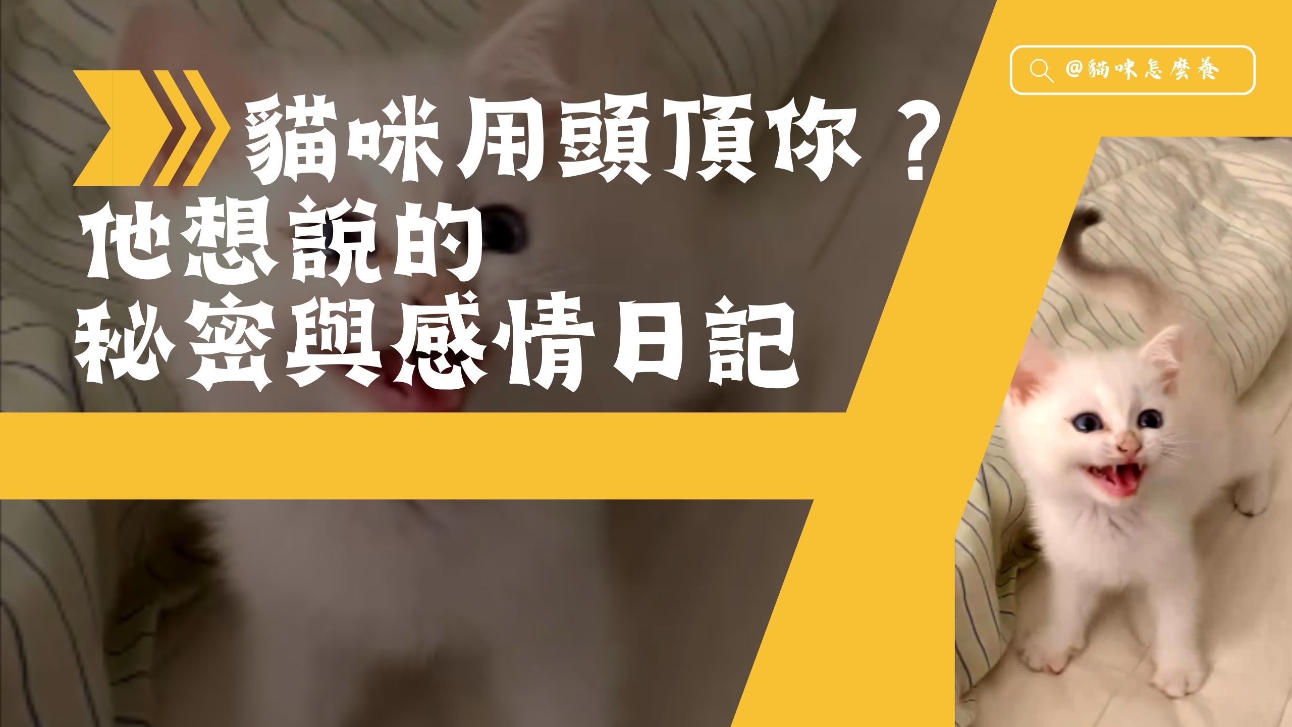 【新手養貓】貓咪用頭頂你？