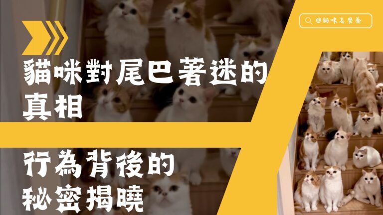 貓咪對尾巴著迷的真相