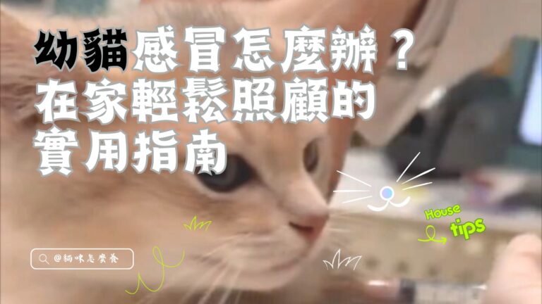 幼貓感冒怎麼辦?