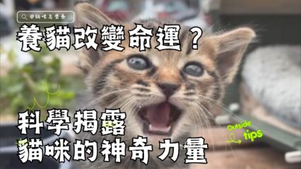 養貓改變命運？