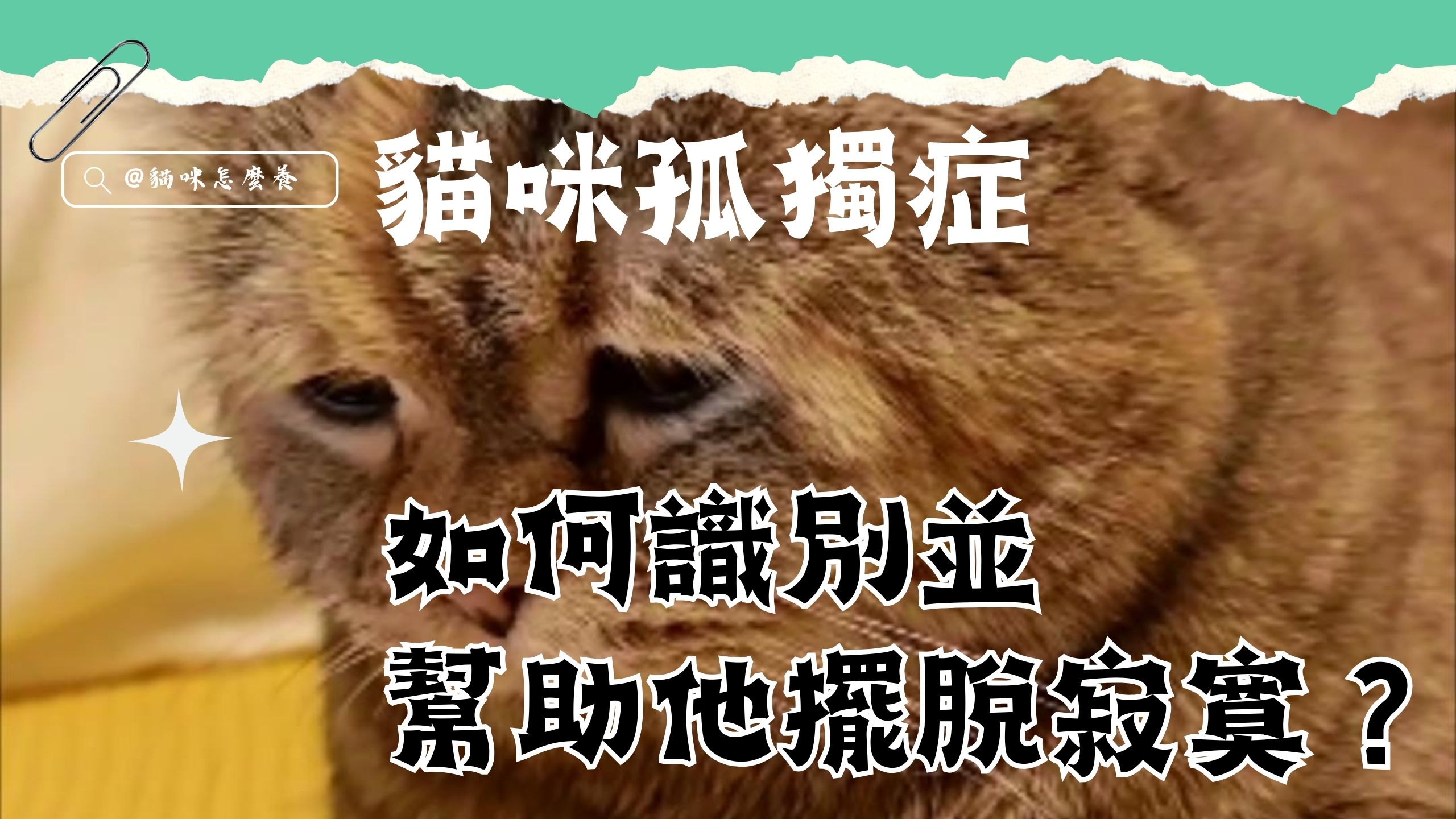 【養貓知識】貓咪孤獨症:如何識別並幫助他擺脫寂寞?