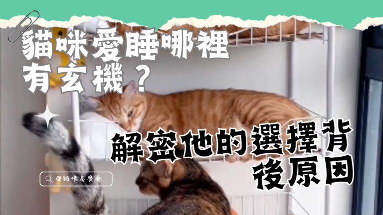 貓咪愛睡哪裡有玄機